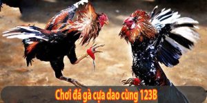 Đá Gà Cựa Dao - Bộ Môn Cược Kịch Tính Và Đầy Sức Hút