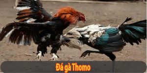 Đá Gà Thomo - 2 Hình Thức Phổ Biến Và Lưu Ý Quan Trọng