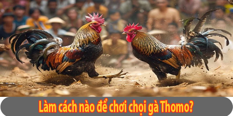 Hướng dẫn cách chơi chọi gà Thomo?