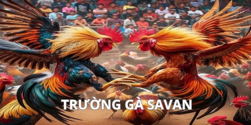 Trường gà Savan – Điểm đến của những trận đấu đá gà đỉnh cao